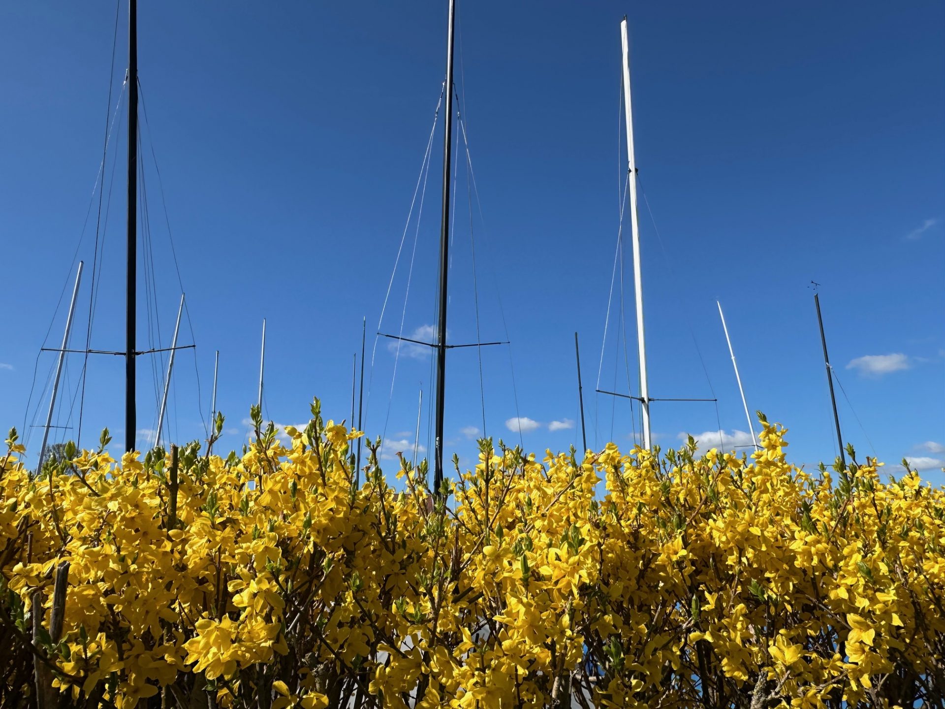 Geländetag/Wintergrünschnitt